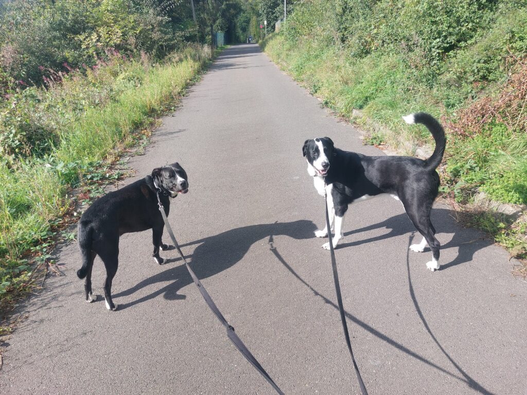 Gustav & Spot