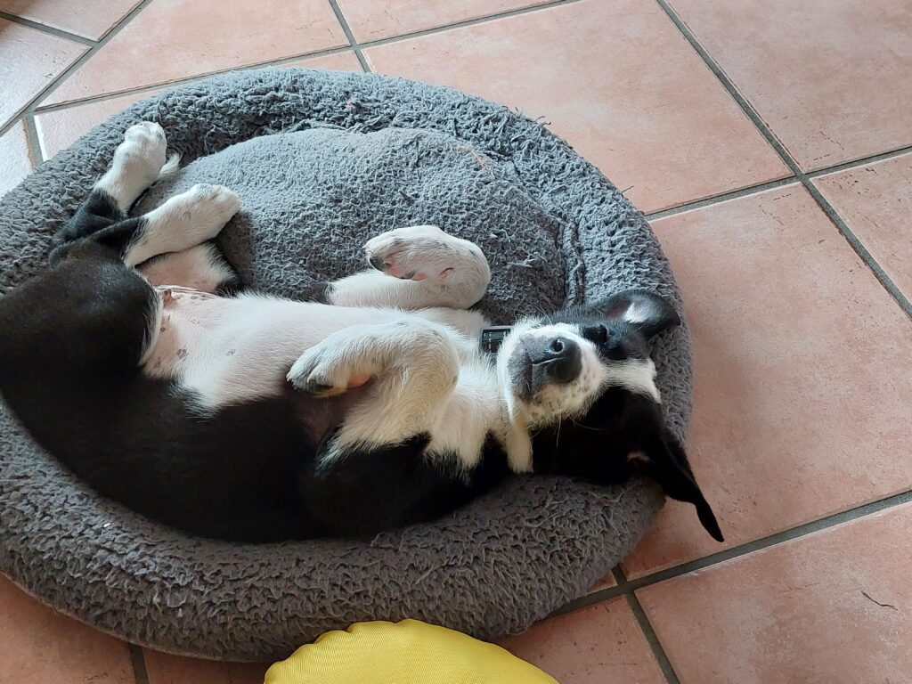 Unsere Vierbeiner — Bild 3