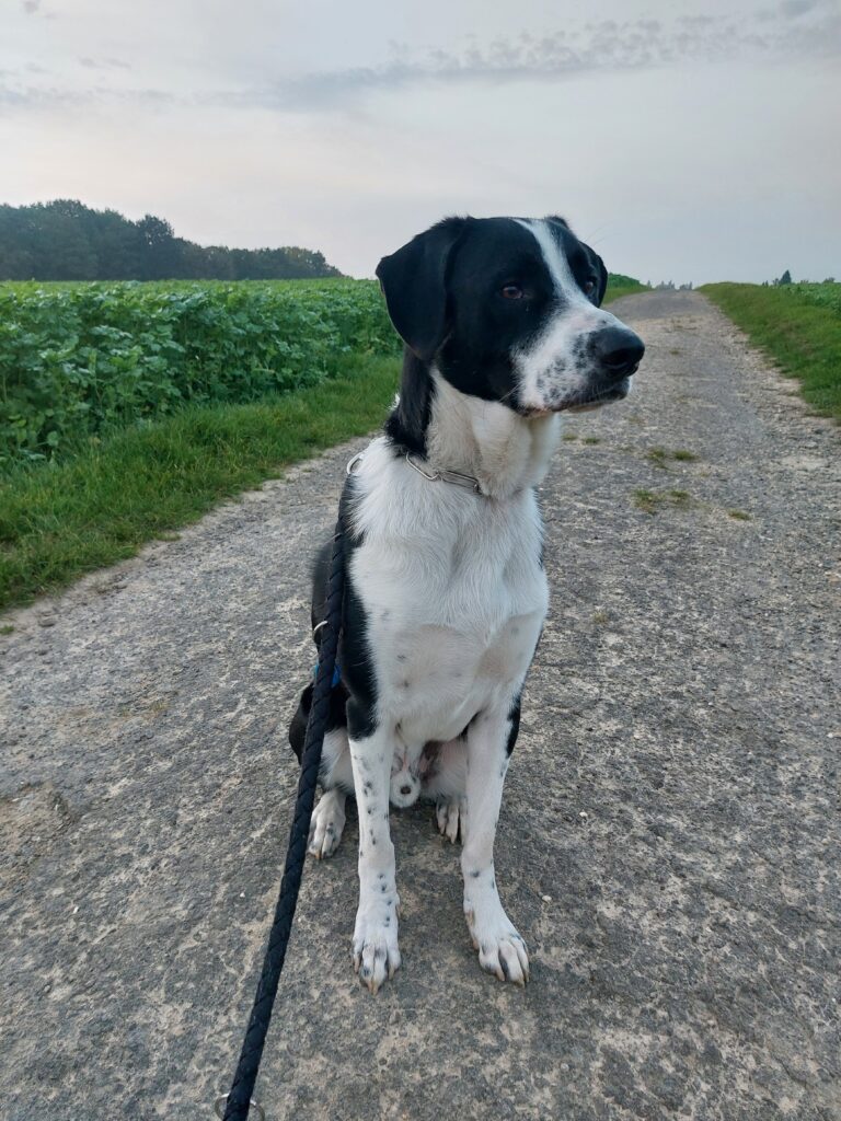 Unsere Vierbeiner — Bild 20