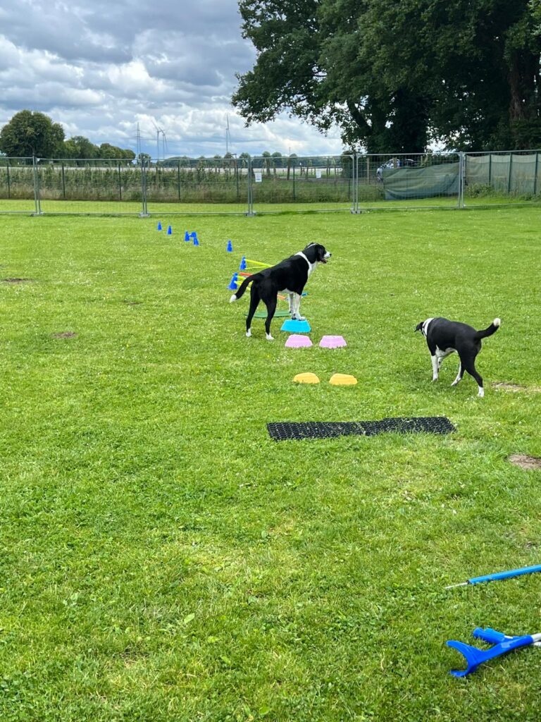 Einblick in das Training — Bild 3